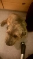 Furcut dog