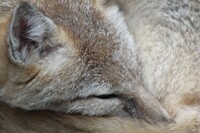 Swift Fox Face