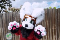 Nova the Red Panda