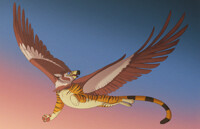 Flying in the sunset 