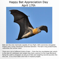 Happy Bat Appreciation Day