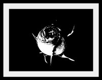 The Dark Rose