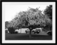 Ghost Tree