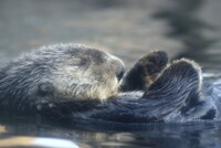 Naptime