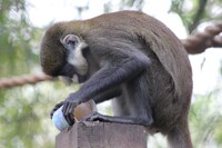 Monkey Popsicle