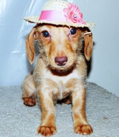 Why you do this mommy? D: