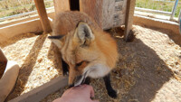 Trusting fluffy foxy kisses 