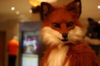 ConFuzzled 2014 - Forfaox