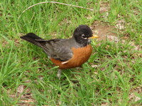 Holy slimy worms, Batman!