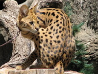 Showing off my spots