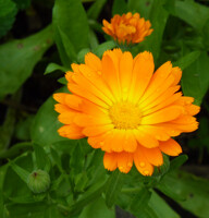 Flowerdrops
