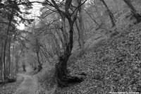 Bend Tree