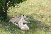 Taigan Park - Lionesses 2