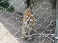 Bengal Tiger  Southwick's Zoo