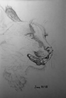 Caracal Profile