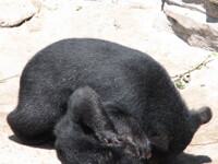 Bear Battle - Part 4: I Win!