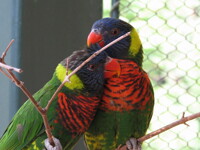 Lorikeet Love - Part 1