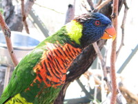 Lorikeet Love - Part 5