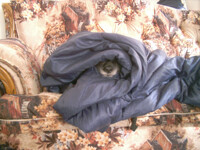 Spot the Dog