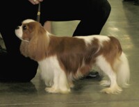 Cavalier King Charles Spaniel 2015