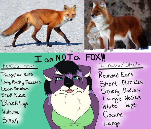 are foxes canines or vulpines