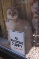 Identity Crisis 
