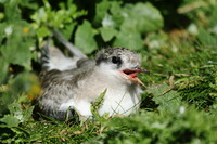 Chirpchirpchirpchirp