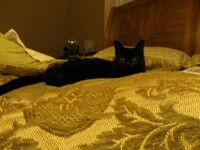 Meet B.C. (Black Cat)