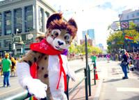 Pride Cheetah