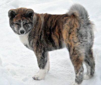 Akita inu hot sale red brindle