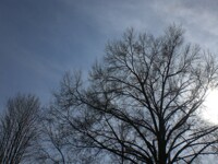 A tree in shadow