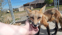 Photogenic Summer Foxy