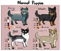 Normal Dogs