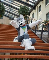 Happy Husky on the Stairs