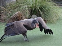 Andean Condor 05