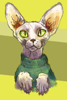 sweater sphynx
