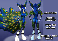 Peacock Fenic 