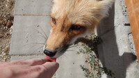 Silly foxy likes to groom ^^