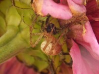Araneus Diadematus - 4