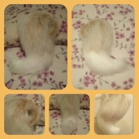 Small Eevee/Fox Tail