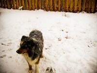 Snow Dog