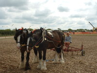 Some working horses.
