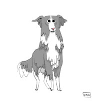 Border Collie
