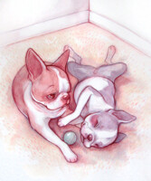 boston terriers commission
