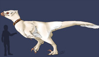 Infinite Raptor