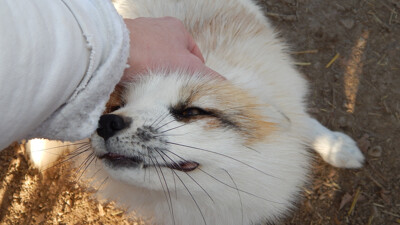 The Happy Floof