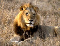 lion reference