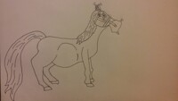 The Kita Horse