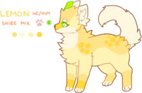 adopt