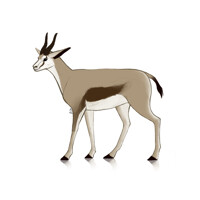 Gazelle